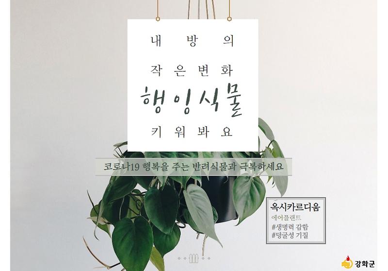 코로나19의 답답함, 반려식물로 이겨봐요! 사진